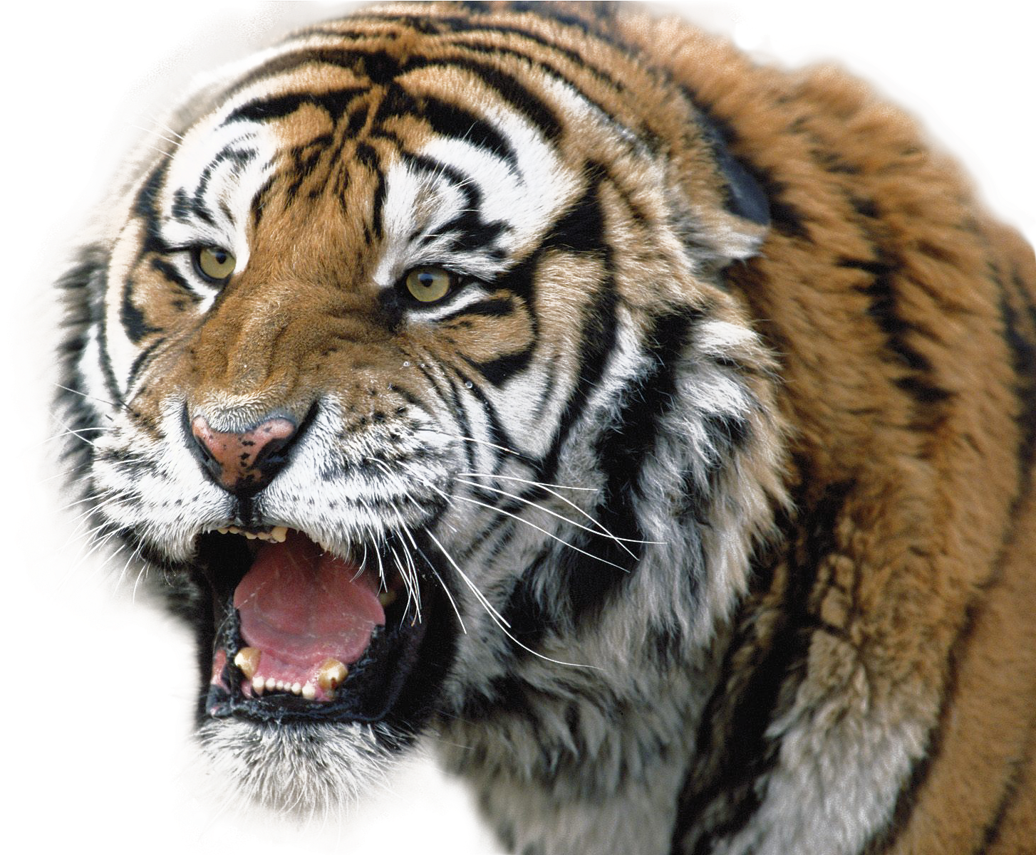 Tiger Png - White Backround Tiger New Hd (1600x1200), Png Download
