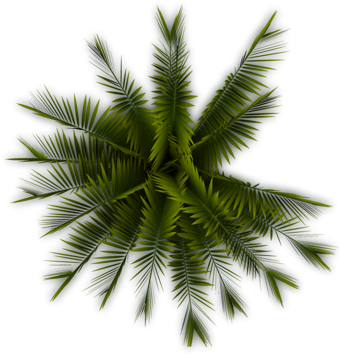 Palm - Palm Tree Top View Png (700x726), Png Download