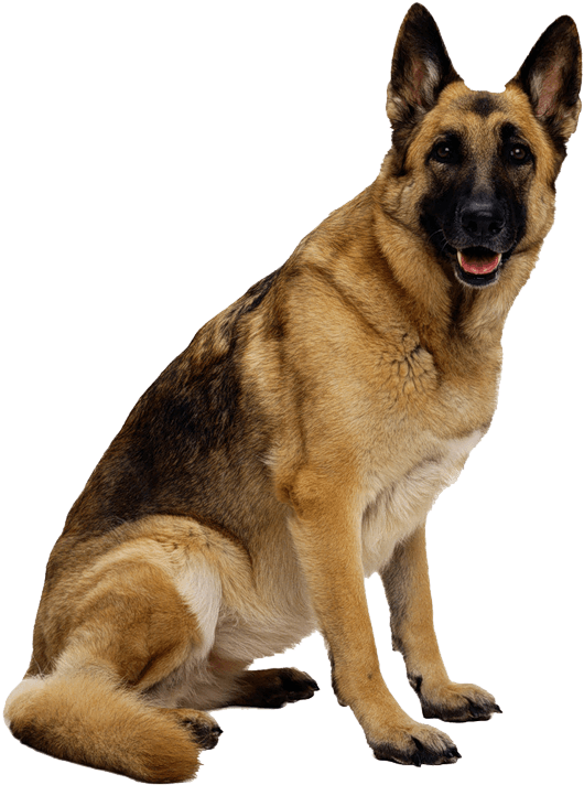 German Shepherd Dog - German Shepherd Dog Png (800x800), Png Download