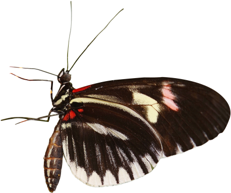 Butterfly Png Transparent Image - Se Alimentan Las Mariposas (500x421), Png Download