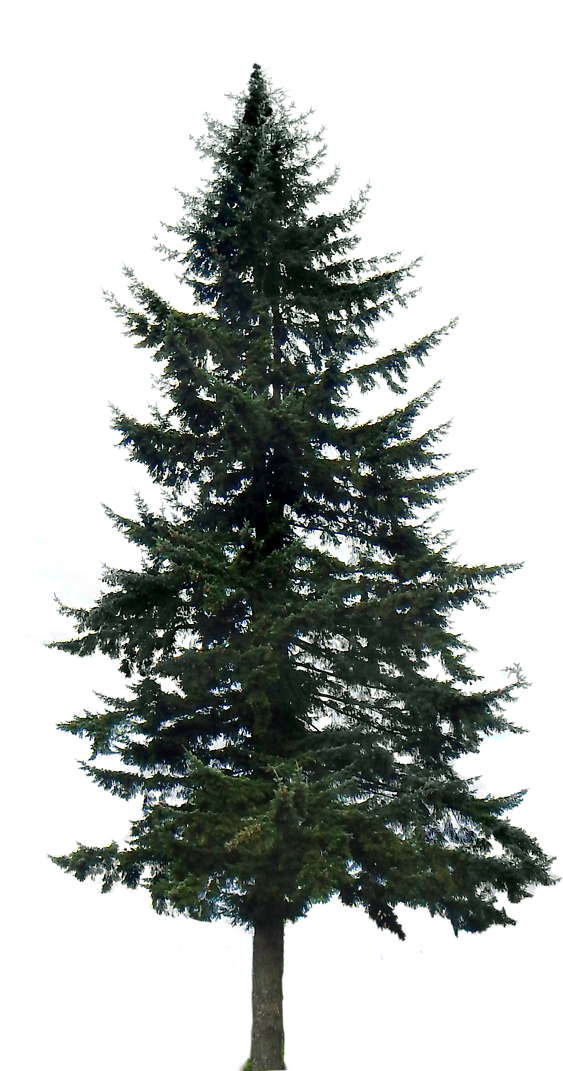 Pine Tree Png Image - Pine Trees Transparent Background (591x1099), Png Download