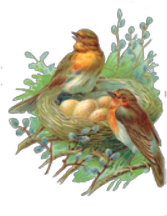 Ftestickers Birds Robins Nest Watercolor (1024x1024), Png Download