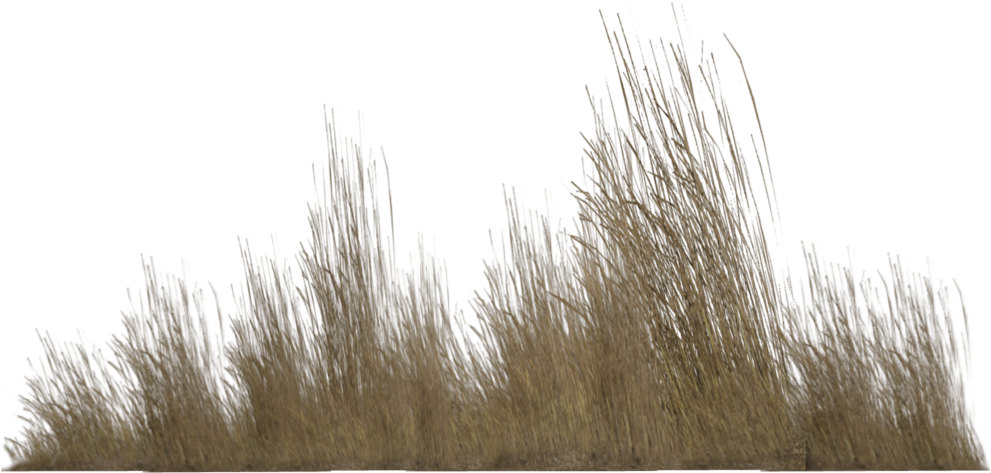 Free Icons Png - Transparent Tall Grass Png (1024x639), Png Download