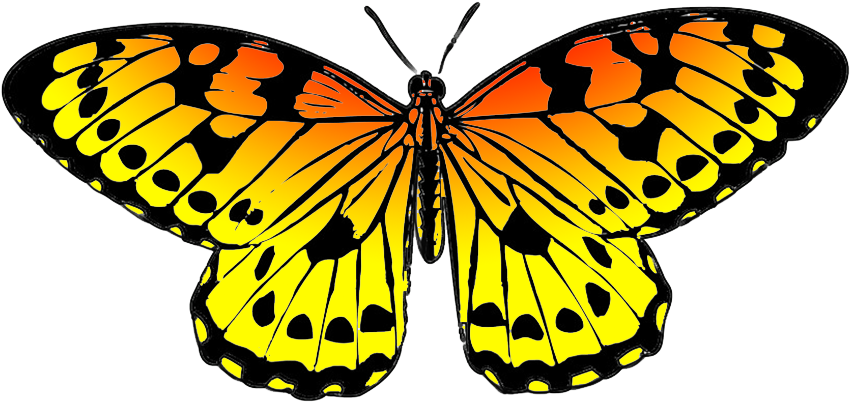 Black And Orange Drawing Of Butterfly - Butterfly Clipart (893x591), Png Download