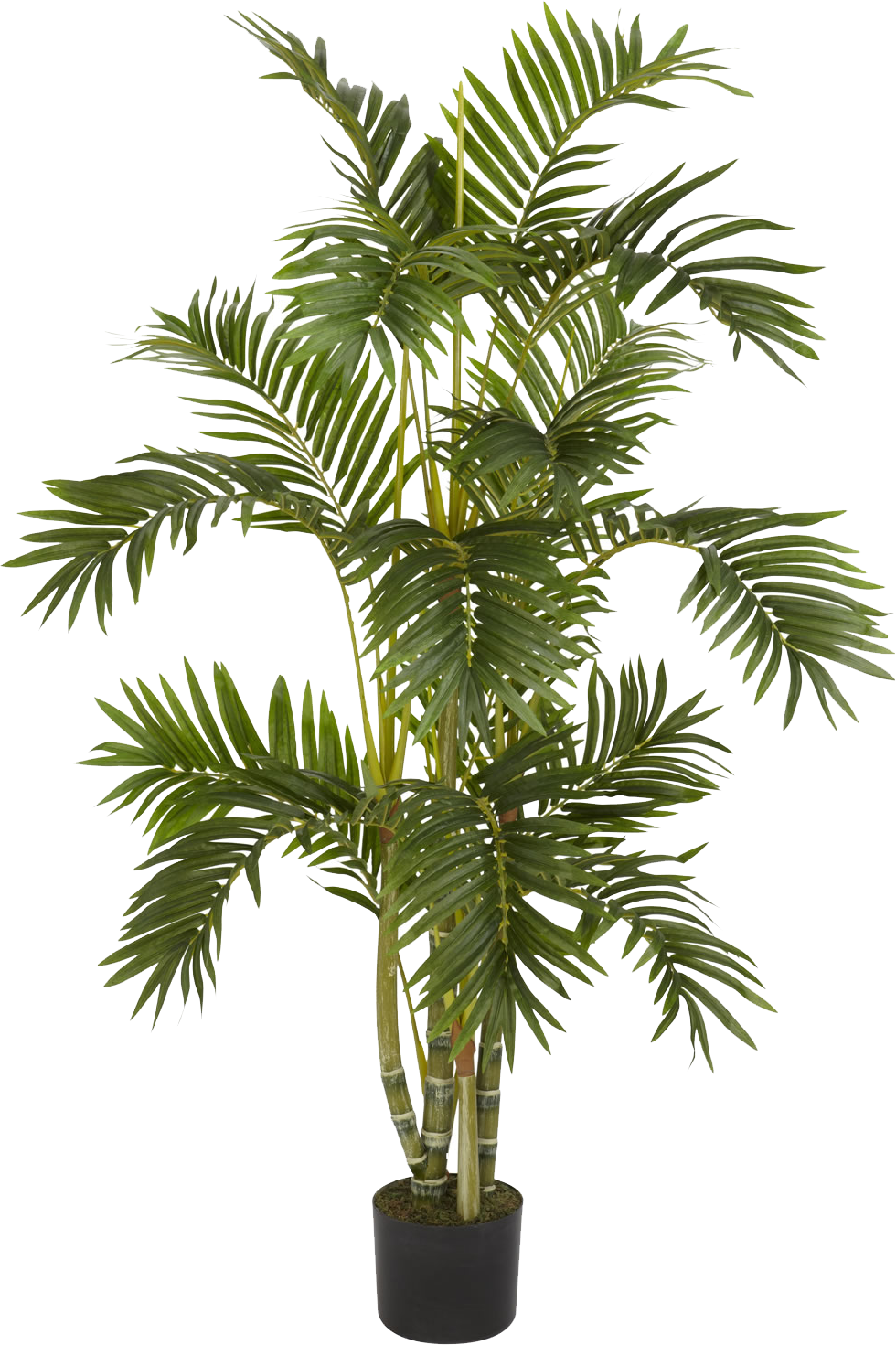 Plants Png - Palm Tree On Pot (980x1471), Png Download