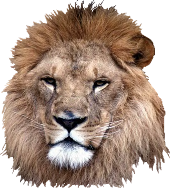 Roaring Lion Png - Head Of A Lion Png (339x375), Png Download