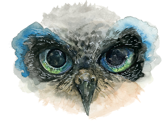 Owl Eyes Png Png Library - Owl Eyes Drawing Png (600x428), Png Download