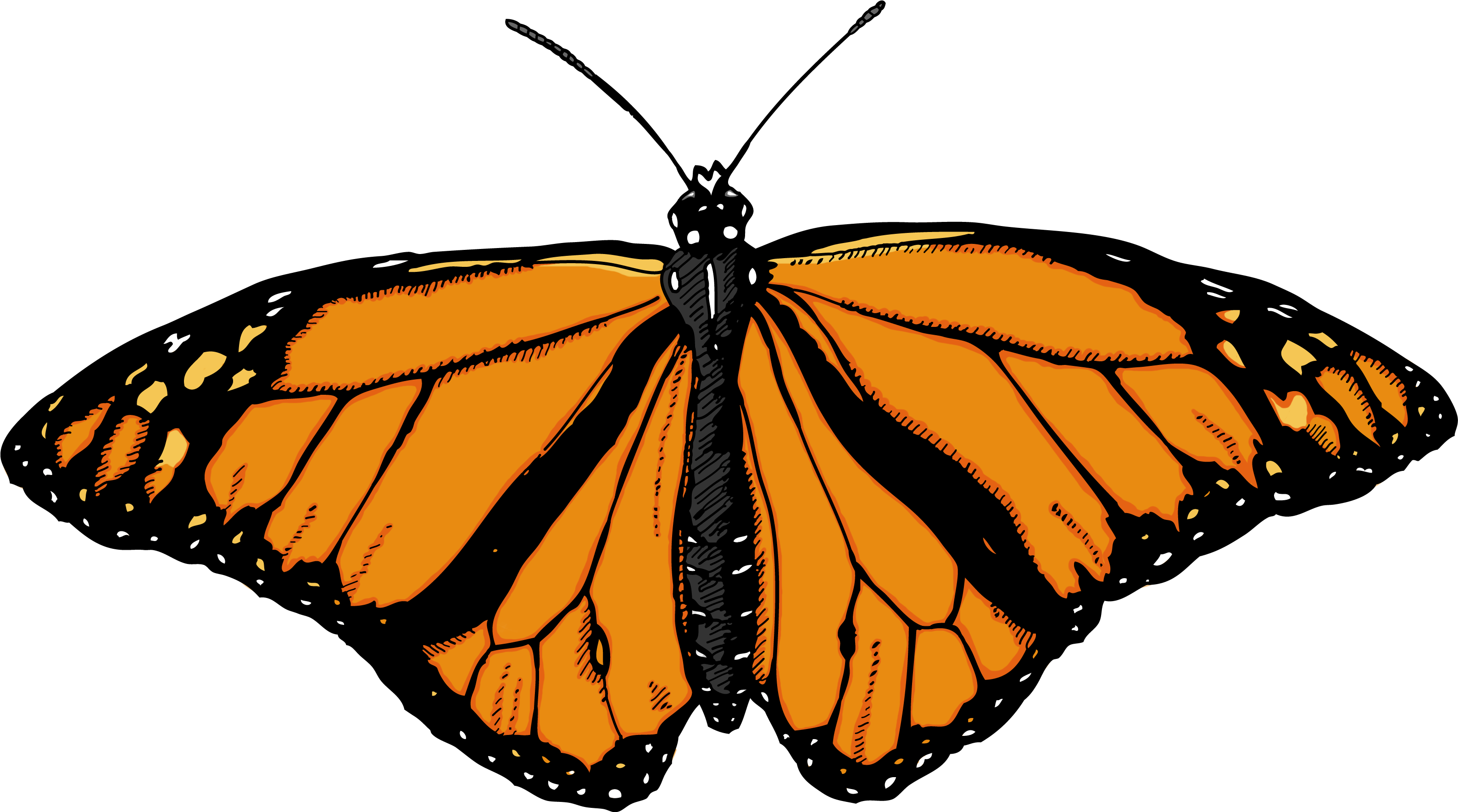Monarch Butterfly White Background (3450x1890), Png Download