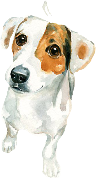 Jack Russell Terrier Watercolor Painting Art - Watercolor Painting Jack Russell (548x696), Png Download