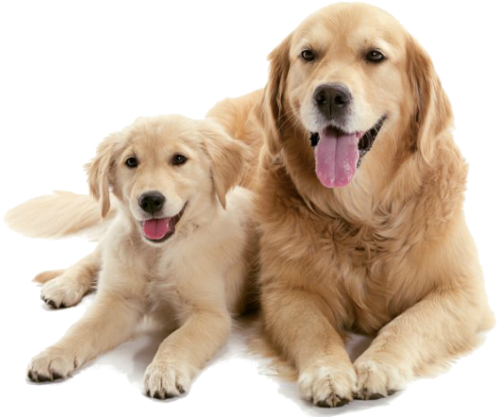 Should I Get A Puppy Or Adult Dog - Dog With Puppy Png (670x491), Png Download