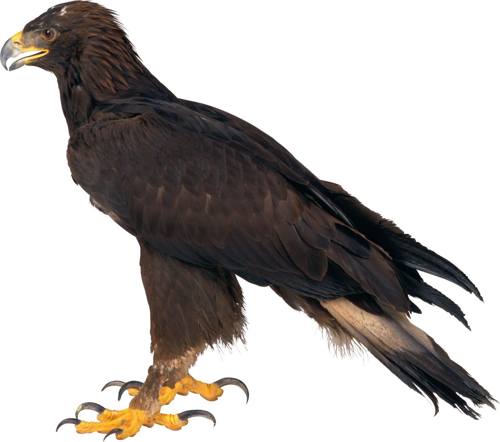 Free Png Eagle Png Images Transparent - Eagle - Free Transparent PNG ...