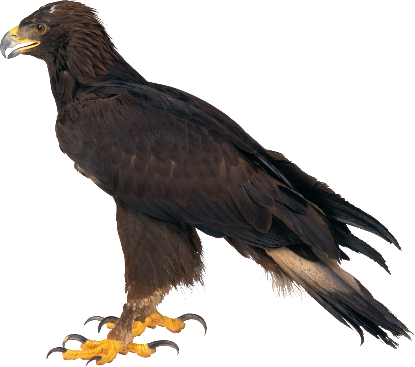 Free Png Eagle Png Images Transparent - Eagle (850x753), Png Download