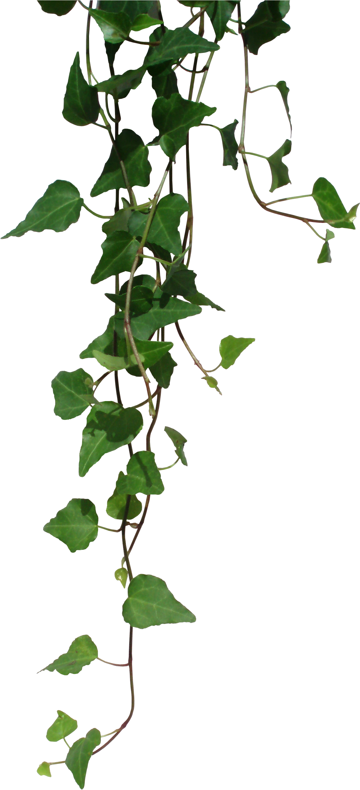 Ivy By Black B O X - Ivy Transparent (800x1544), Png Download