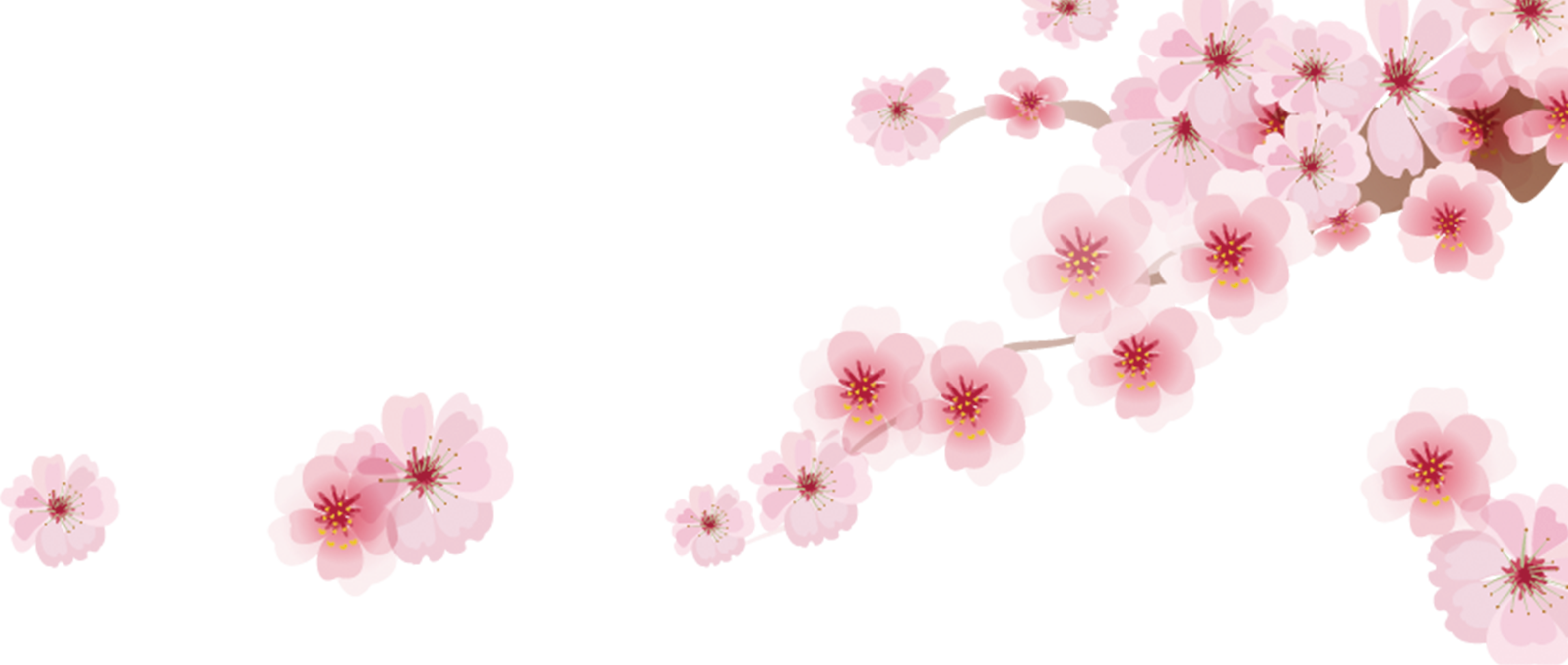 Cherry Blossom Png - Japanese Cherry Blossom Cartoon (3161x1342), Png Download