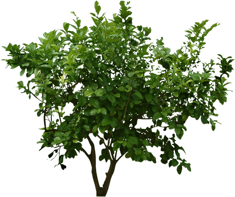 Free Png Plants Png Images Transparent - Png Plants (850x680), Png Download