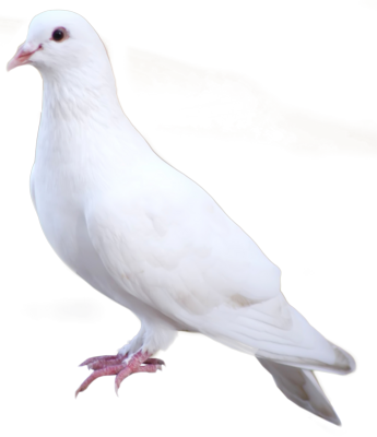 White Dove Png - White Dove Standing Png (345x400), Png Download
