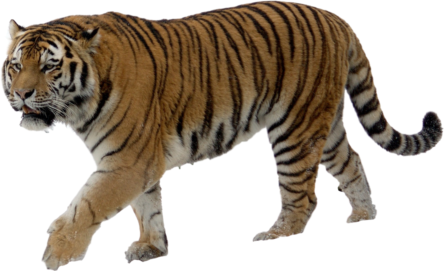 Download Tiger Png Transparent Images Transparent Backgrounds - Tiger With No Background (1740x1256), Png Download