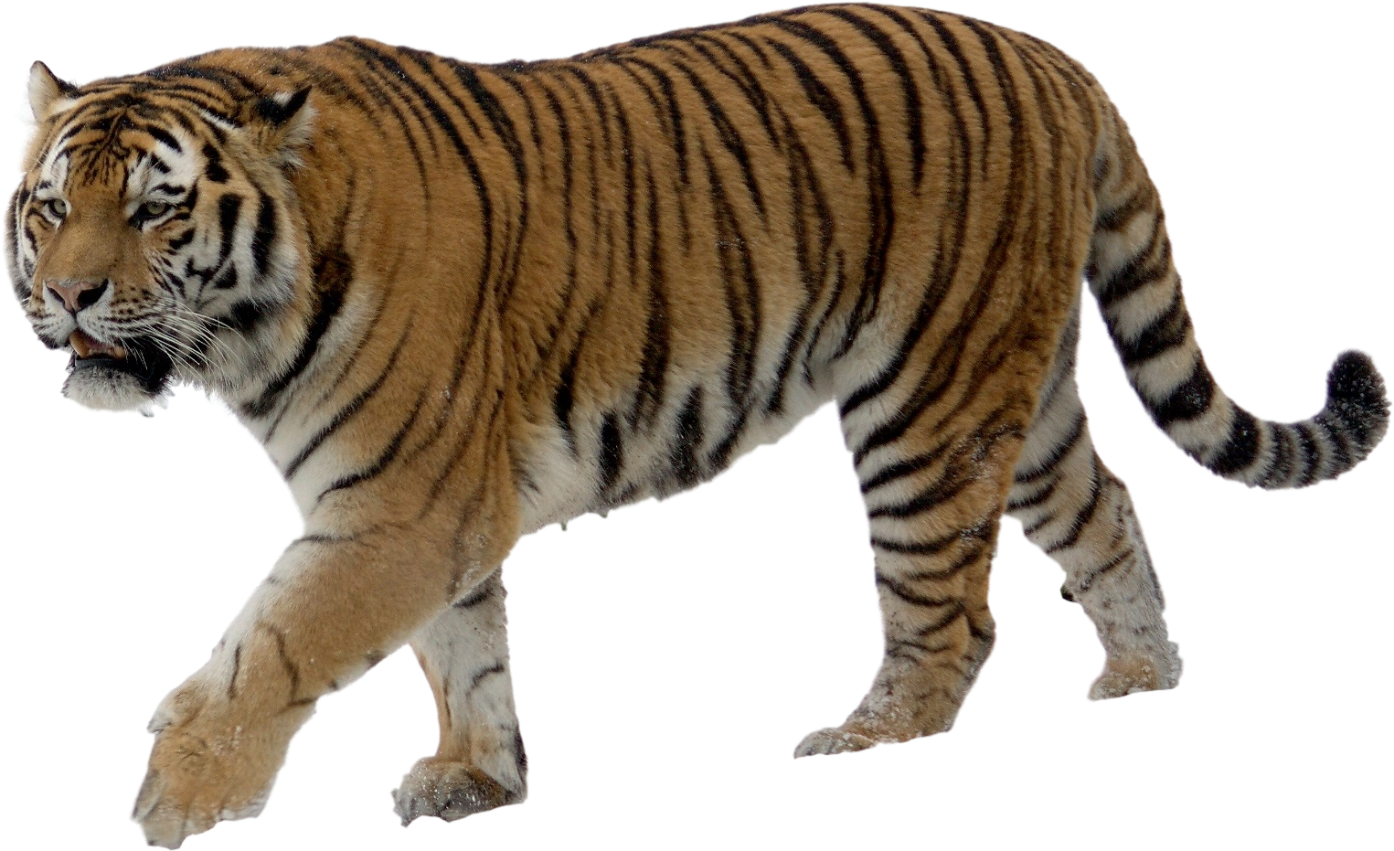 download download tiger png