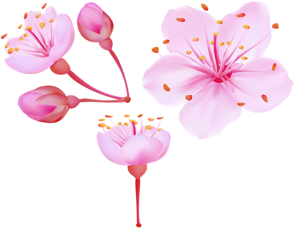 Spring Cherry Blossoms Png Clip Art Image - Cherry Blossoms Clip Art (600x466), Png Download