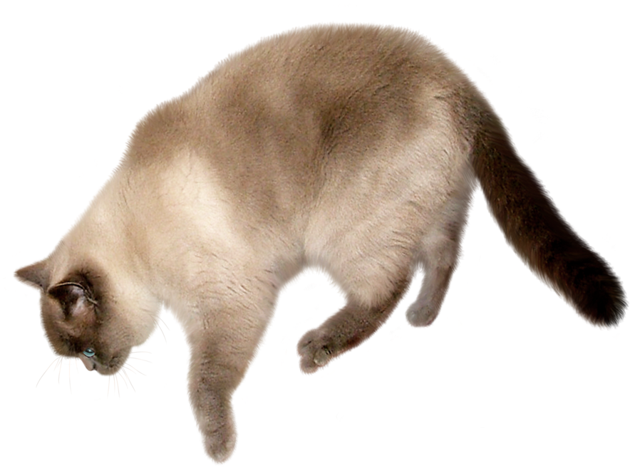 Cat Png Transparent Image - Flying Cat Transparent Background (900x731), Png Download