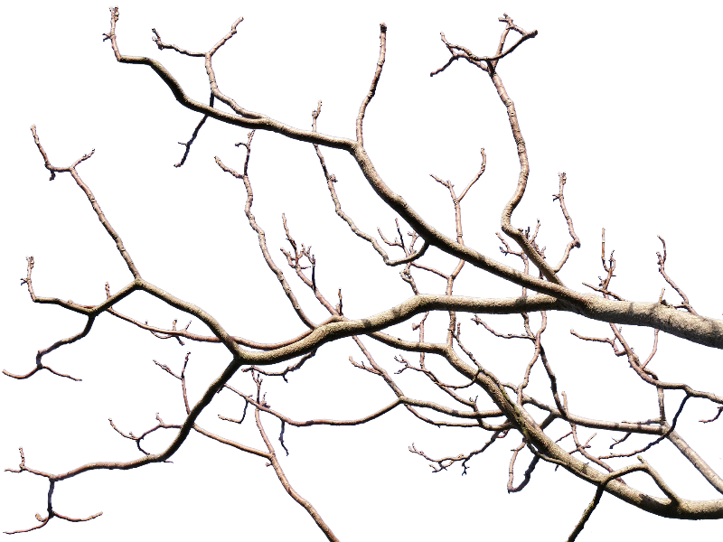 Dead Tree Branch With Transparent Background Png - Tree Branch Transparent Background (800x600), Png Download