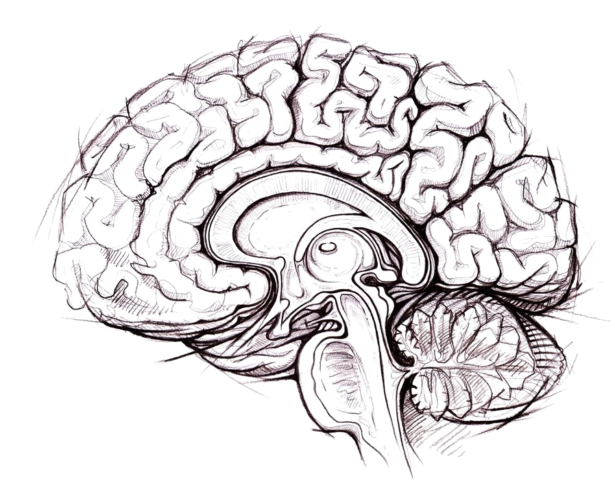 Brain Png Photo - Anatomy And Physiology Coloring Workbook: A By Elaine (1024x707), Png Download