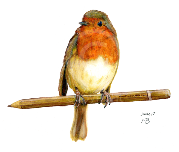 Robin Wild Bird On Pencil - Birds Garden Hand Drawn (600x510), Png Download