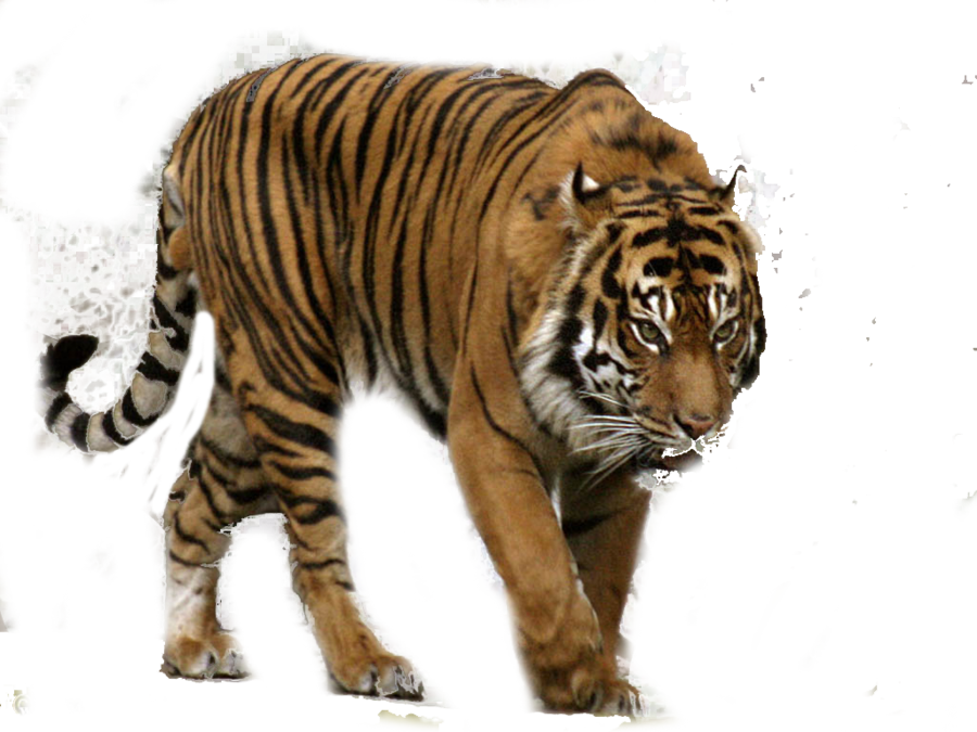 Tiger Hunting Png - Sumatran Tiger (900x675), Png Download