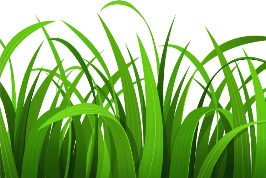 Best Grass Clipart - Grass And Flowers Clipart (800x600), Png Download