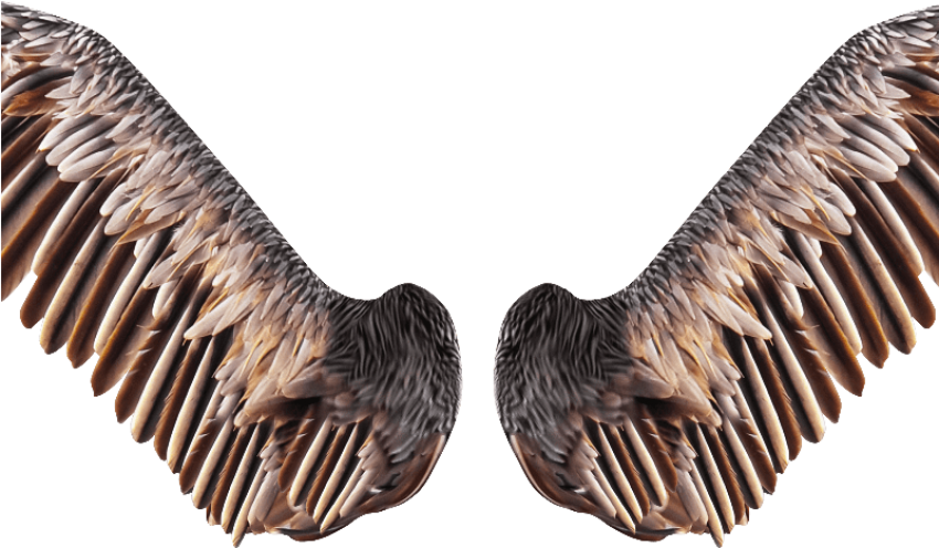 Realistic Bird Wings Png Free Stock Image - Pelican On The Water In Florida, Birds Of The World (800x600), Png Download