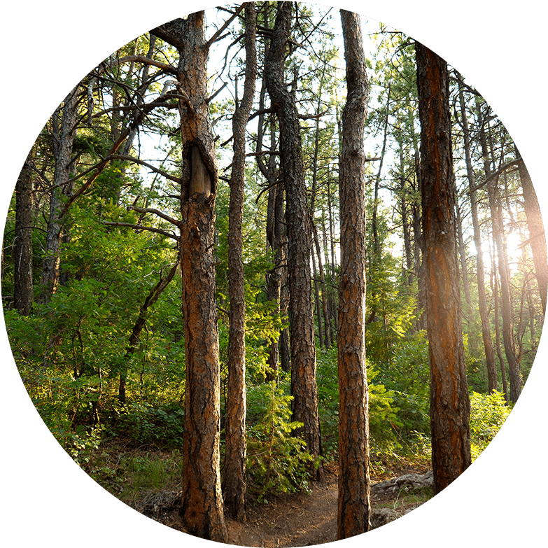 Forest-circle - Grove (800x807), Png Download