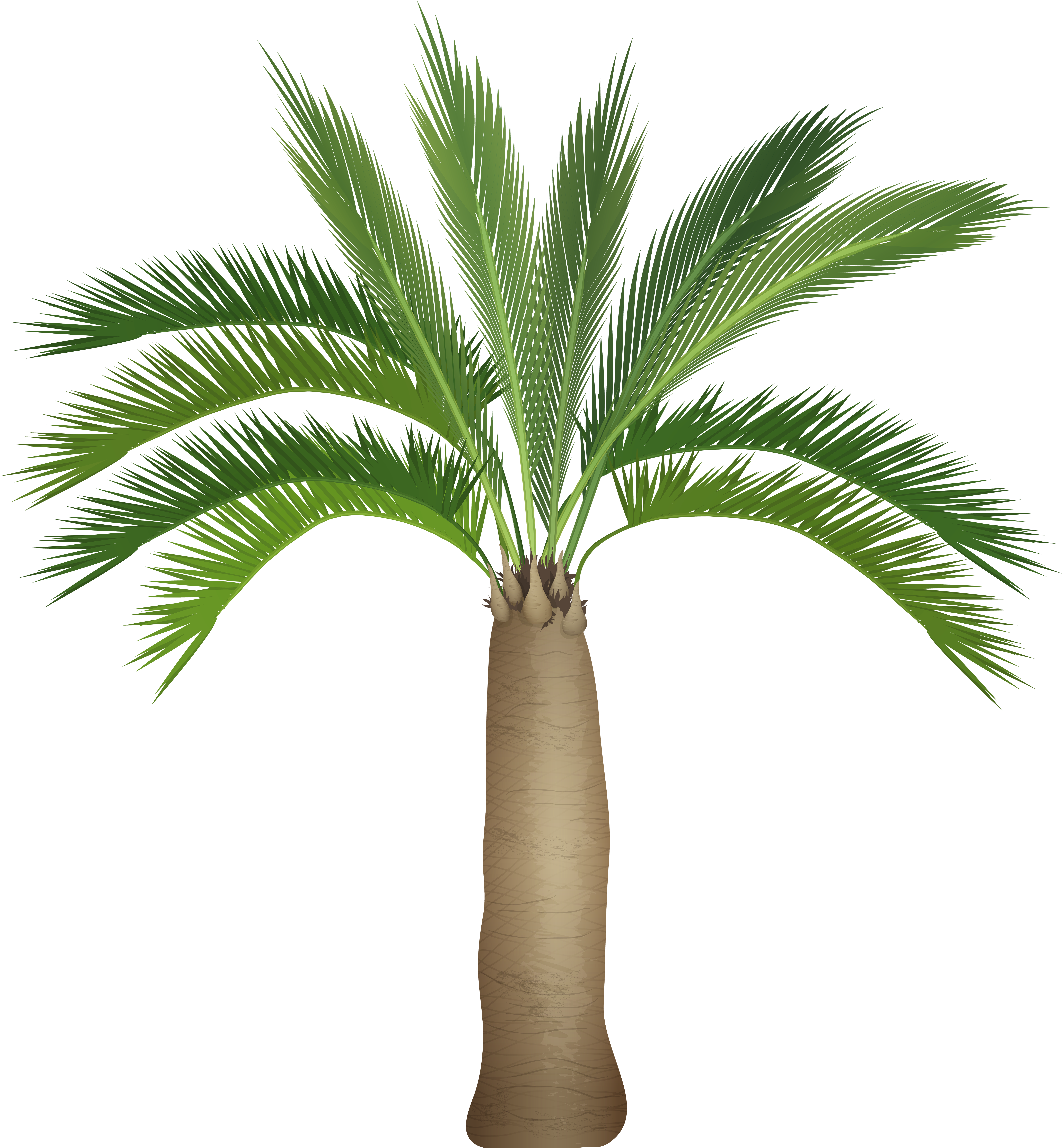 Palm Tree Png (7420x8000), Png Download