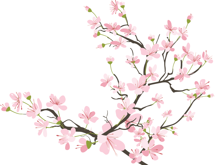 Twig Drawing Cherry Blossom Picture Royalty Free Library - Cherry Blossom Transparent Background (754x579), Png Download
