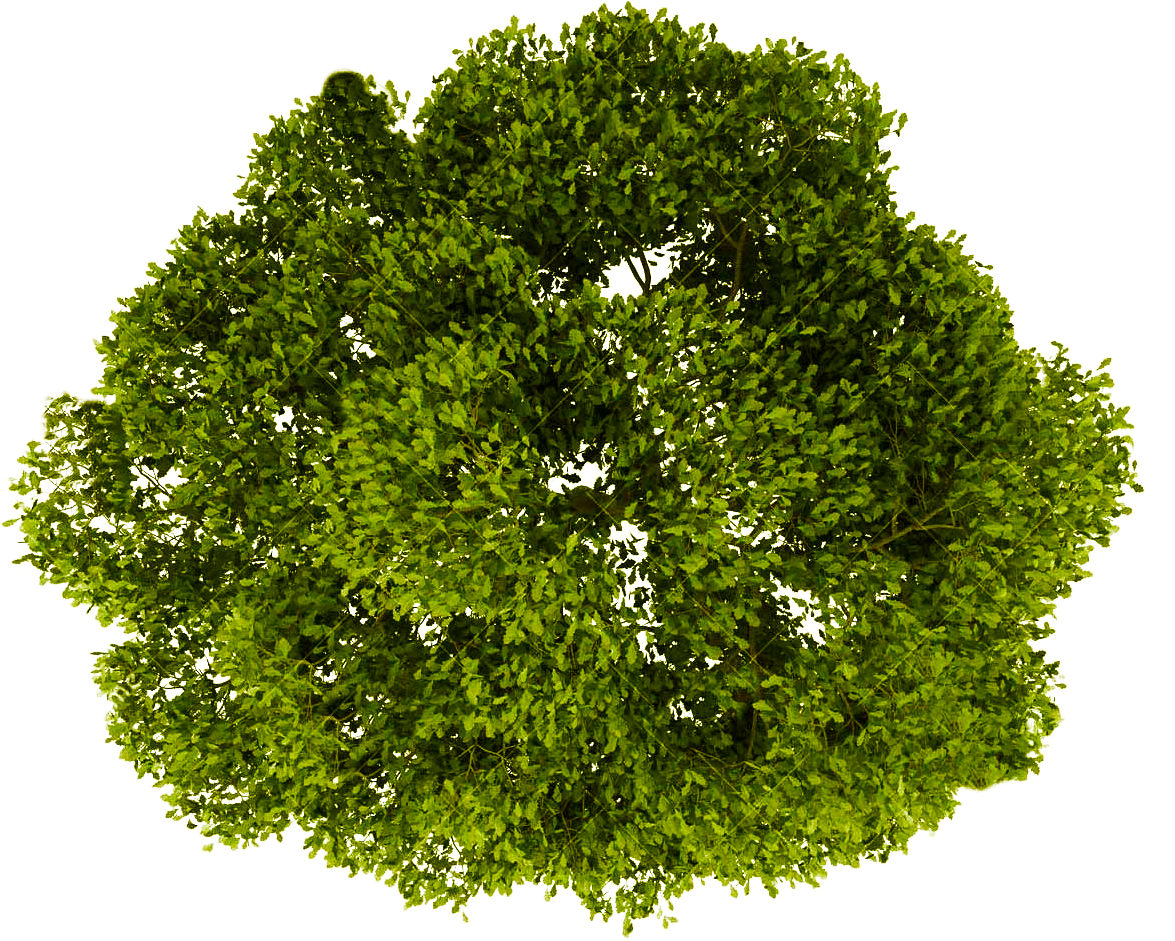  Tree  Plan  Png  Tree Png Plan  View Free Transparent PNG  