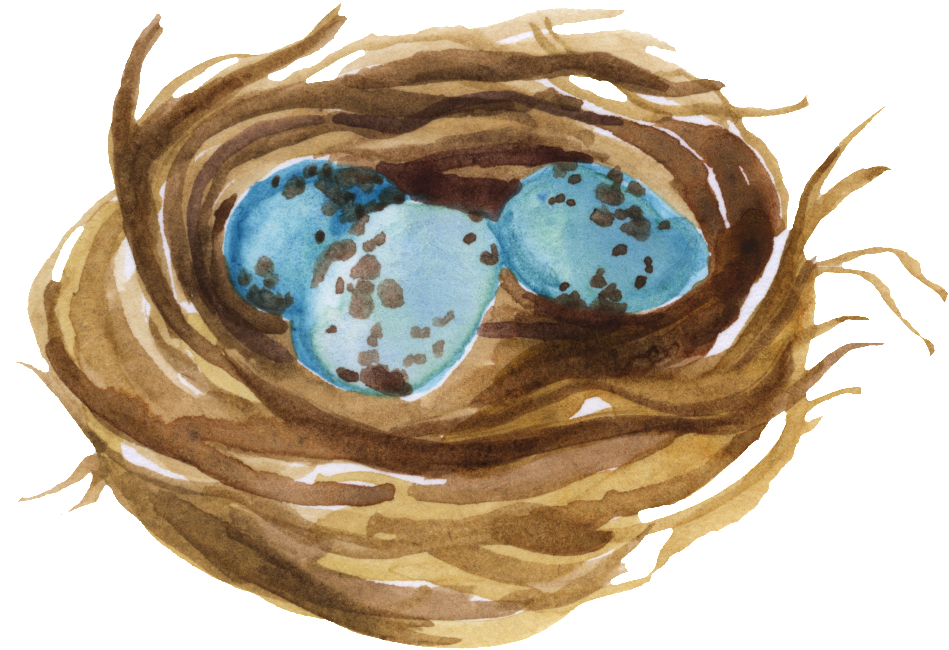 This Graphics Is Bird S Nest Water Tank Transparent - Nest (1024x719), Png Download