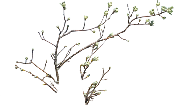 Plant Branch Png - Tree (567x350), Png Download