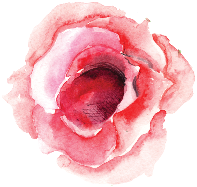 Single Rose Bloom - Rose (1000x986), Png Download