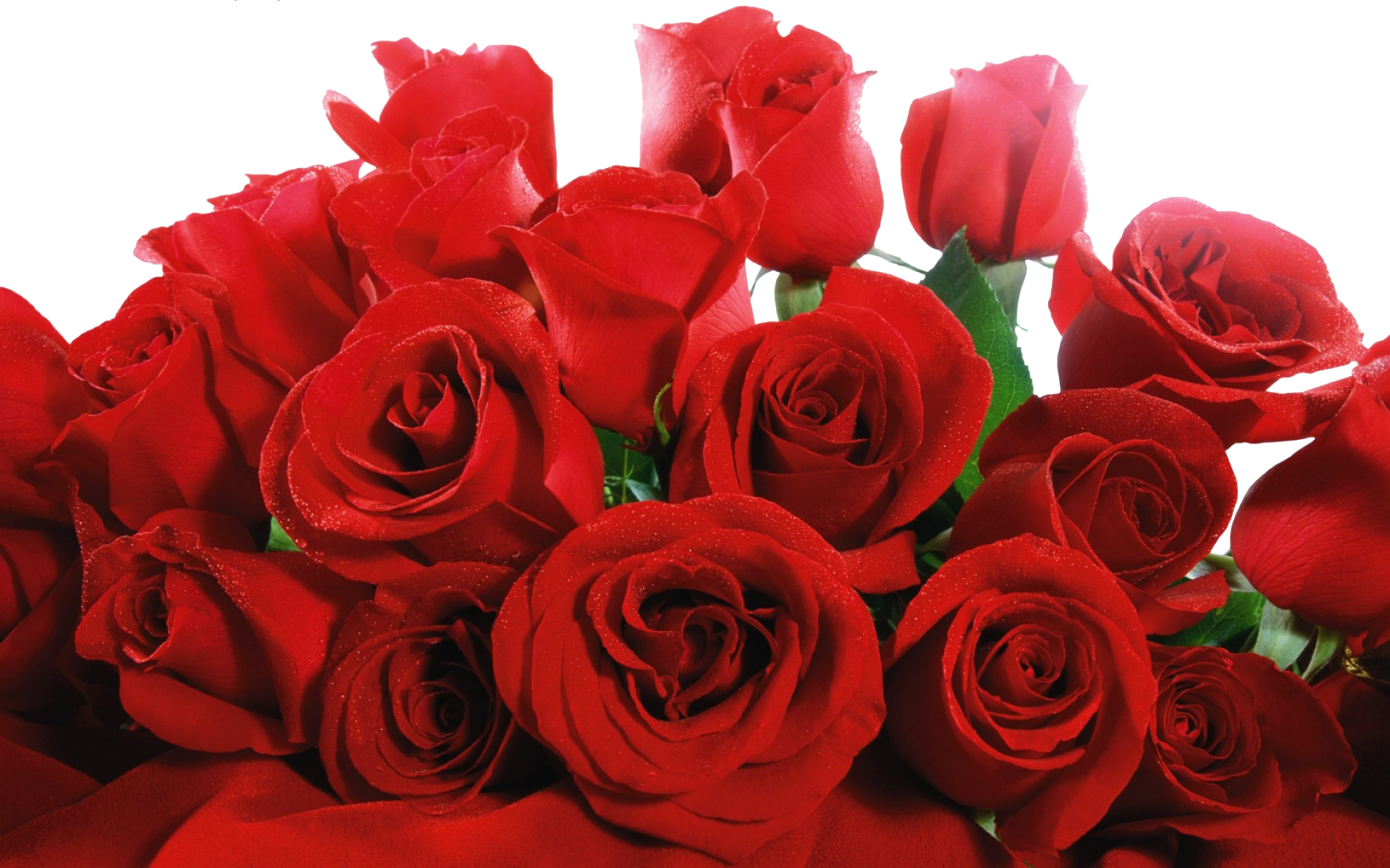 Image - Bunch Of Red Roses (1920x1200), Png Download