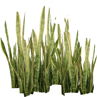 Snake Plant - Plant Png (480x480), Png Download