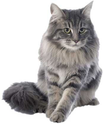 Boise Cat Clinic Offers A Full Range Of Veterinary - Rikki Knight Purebred Maine Coon Cats (348x416), Png Download