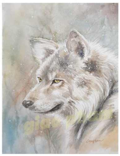 Wolf (500x500), Png Download