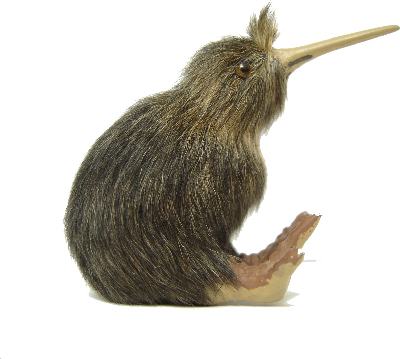 Kiwi Bird Png File - Kiwi Bird White Background (1600x1200), Png Download
