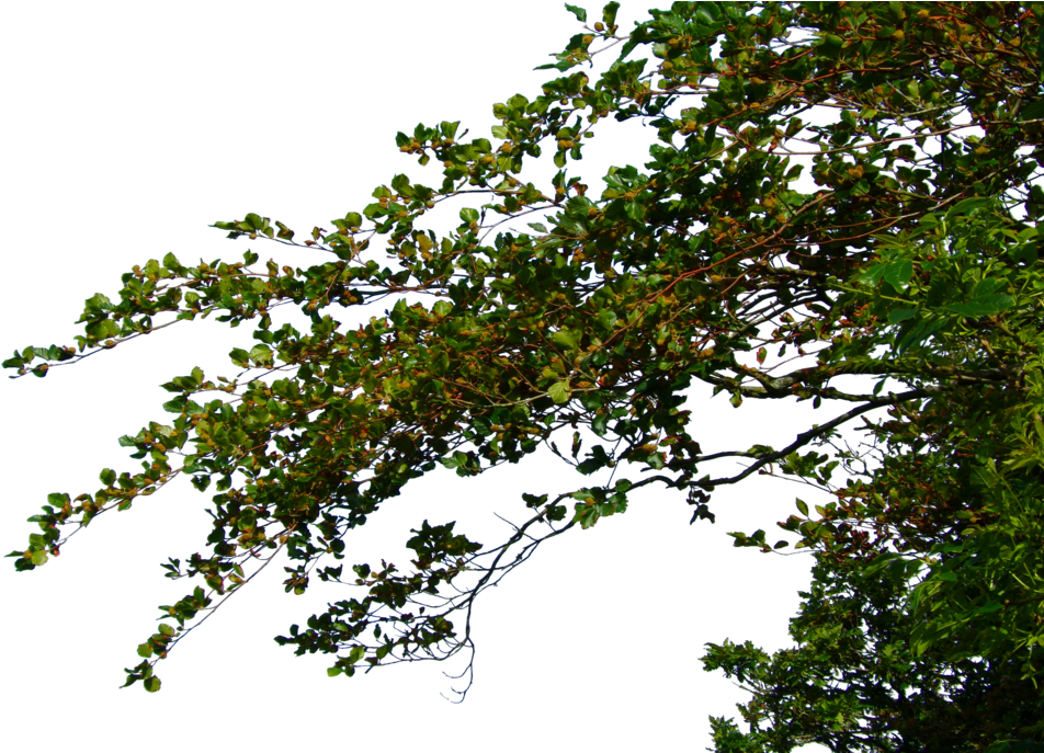 Hanging Leafy Branches By (1024x686), Png Download
