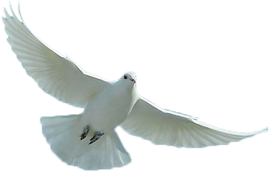 Dove - Loggerhead Shrike (573x372), Png Download