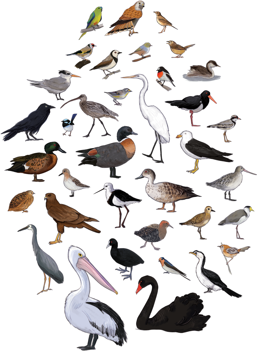 Bird Poster Cover (1000x1281), Png Download
