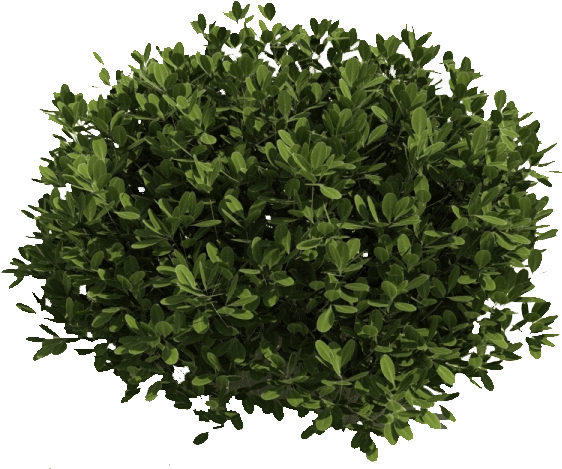 Bushes And Branches - Tree Cut Out Top View (563x486), Png Download