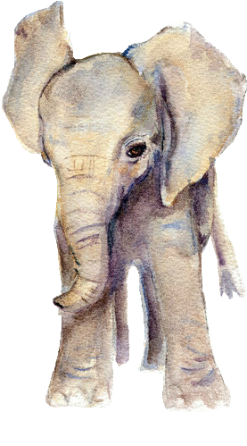 Elephant Watercolor, Baby Elephant Drawing, Elephant - Png Elephant (500x625), Png Download