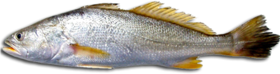Download Free Fish Png Transparent Images Transparent - Corvina Fish (900x418), Png Download