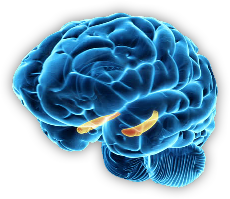 Brain - Hippocampus (598x650), Png Download
