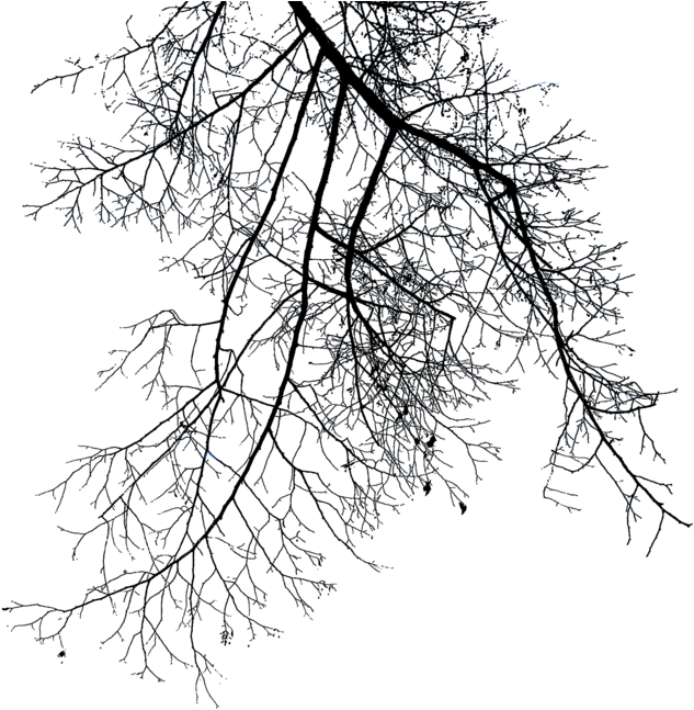 Branch Png File - Dry Tree Branches Png (900x651), Png Download